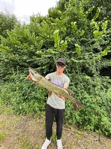 Northern Pike