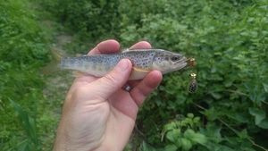 Brown Trout