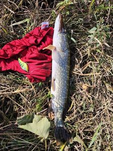 Northern Pike