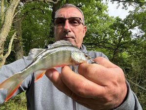 European Perch