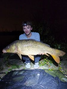 Common Carp