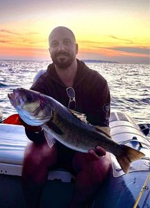 European Bass (Seabass)