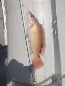 Cuckoo Wrasse