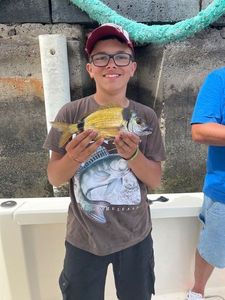 Common Two-Banded Seabream