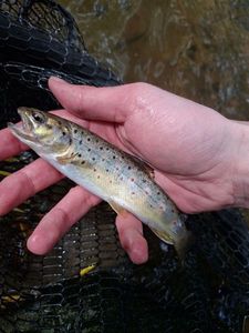 Brown Trout