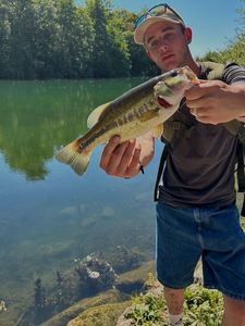 Largemouth Bass