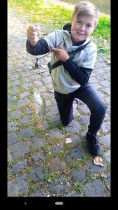 European Perch