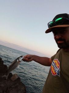European Bass (Seabass)
