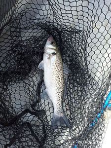 Spotted Seabass