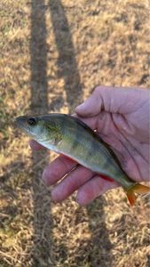 European Perch