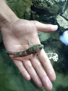 Giant Goby