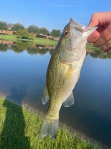 Smallmouth Bass