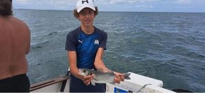 European Bass (Seabass)