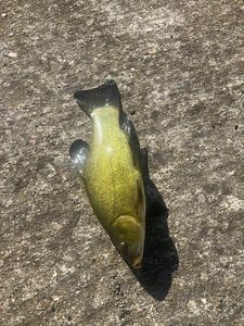 Tench