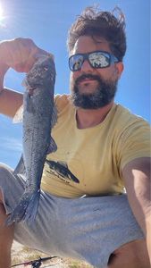 European Bass (Seabass)