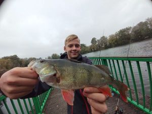 European Perch