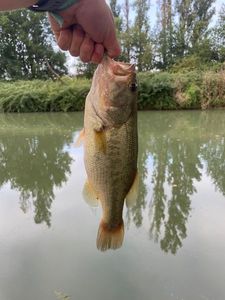 Largemouth Bass