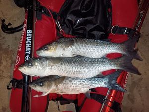 Thicklip Grey Mullet
