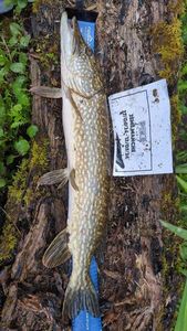 Northern Pike