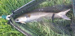 Thicklip Grey Mullet