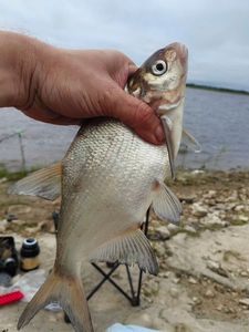 Common Bream