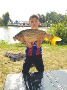 Common Carp