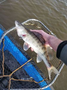 Zander