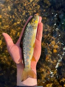 Brown Trout