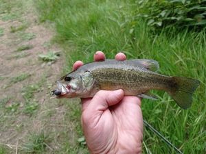 Largemouth Bass