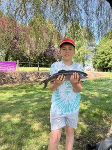 Brown Trout