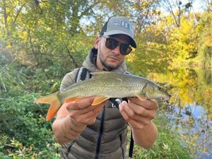 Barbel