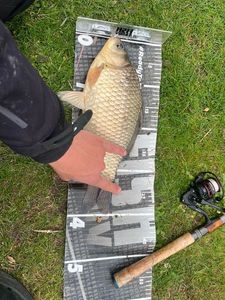 Crucian Carp
