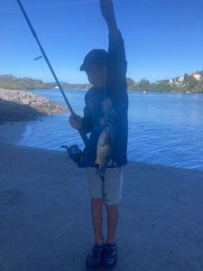 Blue Bream