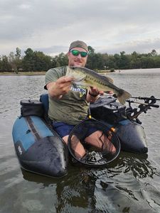 Largemouth Bass