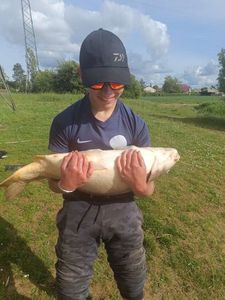 Mirror Carp