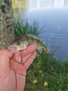 European Perch