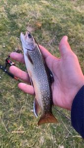 Brook Trout