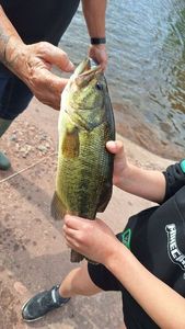 Largemouth Bass