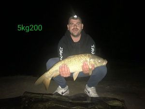 Common Carp