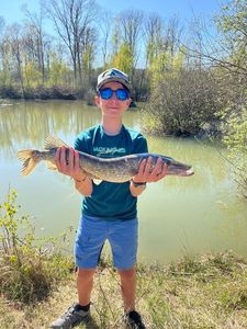 Northern Pike