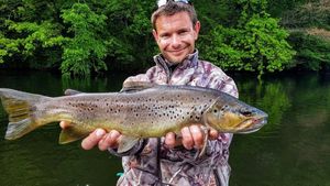 Brown Trout