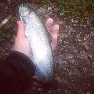 Rainbow Trout