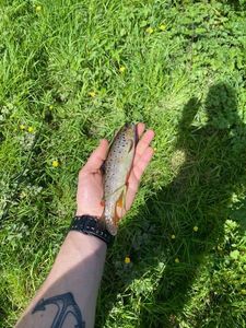 Brown Trout