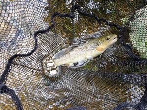 Brown Trout