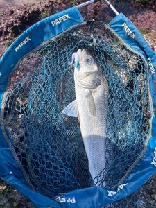 European Bass (Seabass)
