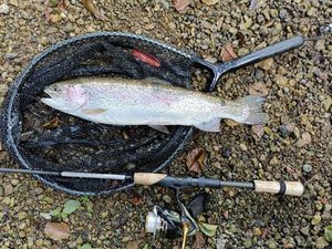 Rainbow Trout