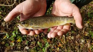 Brown Trout