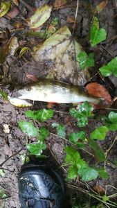 European Perch