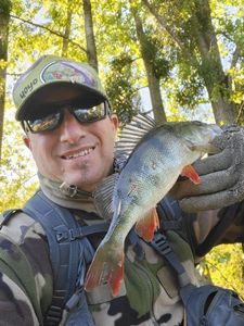 European Perch