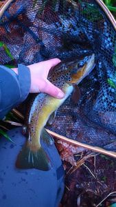 Brown Trout